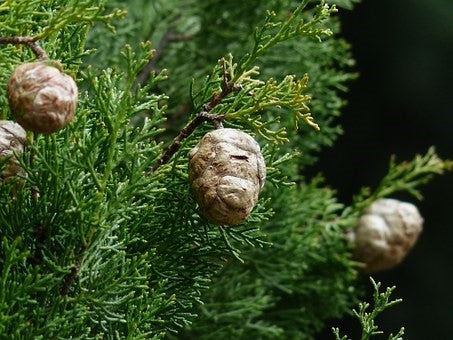 Huile essentielle Cyprès d'Himalaya CT paracymène OB