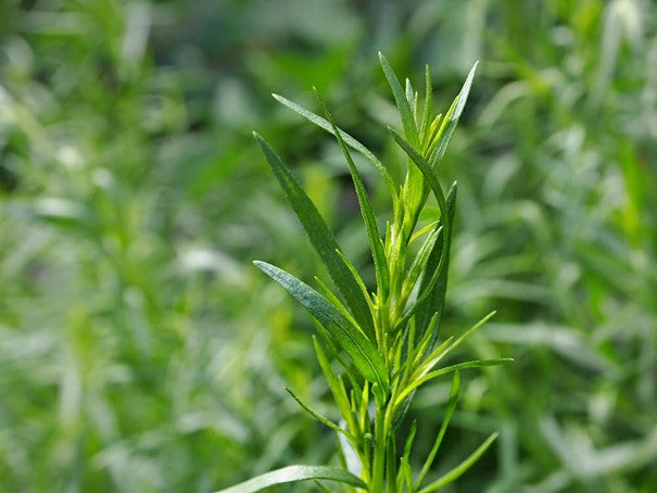 Huile essentielle Estragon OB, feuilles : digestive, spasmes, allergies