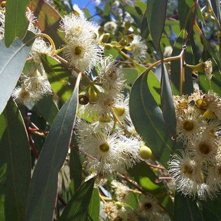 Huile essentielle Eucalyptus dives à piperitone OB, feuilles : toux grasses et cellulite