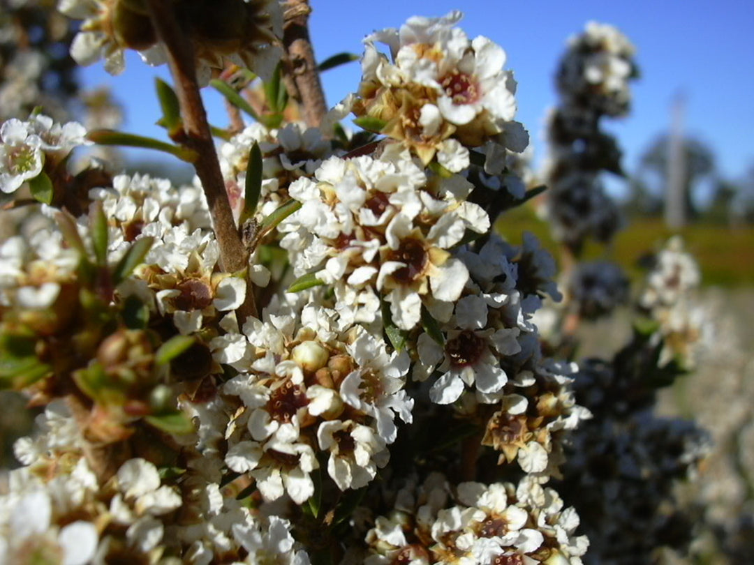 Huile essentielle Fragonia feuille CT ternaire OB