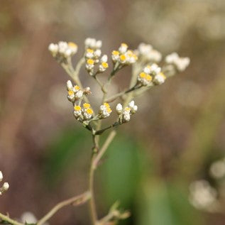 Huile essentielle Hélichryse faradifani fleurs OB