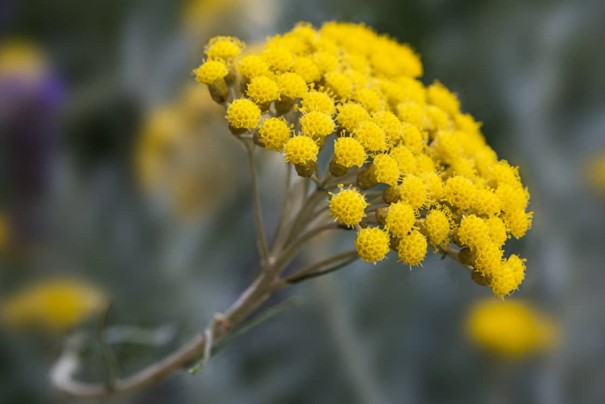 Eau florale hélichryse italienne OB