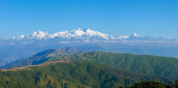 Huile essentielle Cyprès d'Himalaya CT paracymène OB