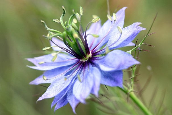 Huile végétale de Nigelle OB