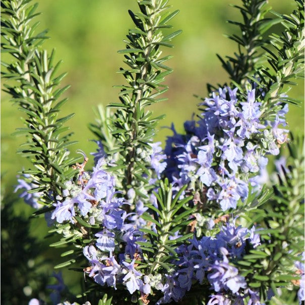 Eau florale Romarin à verbénone OB