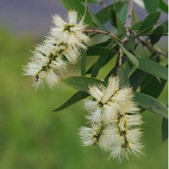 Huile essentielle Tea tree - Melaleuca alternifolia OB, CT chémotype terpinéol-4, feuilles : mycoses, mal de gorge, immunité.